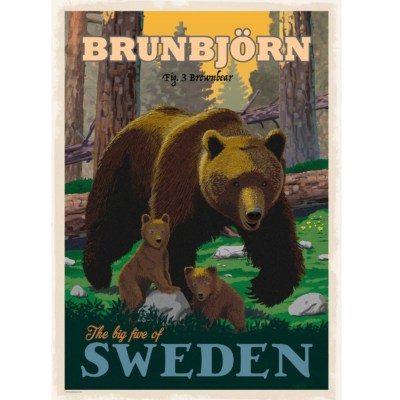 Poster Brunbjörn